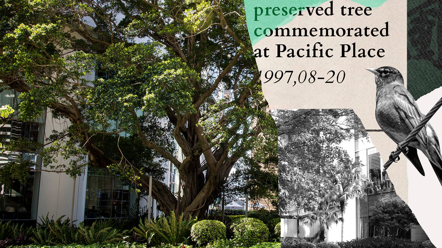 Banyan Tree at Pacific Place