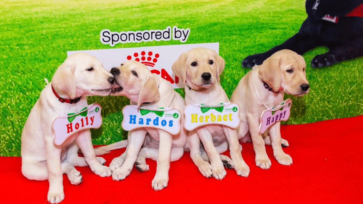 HK Seeing Eye Dog Services